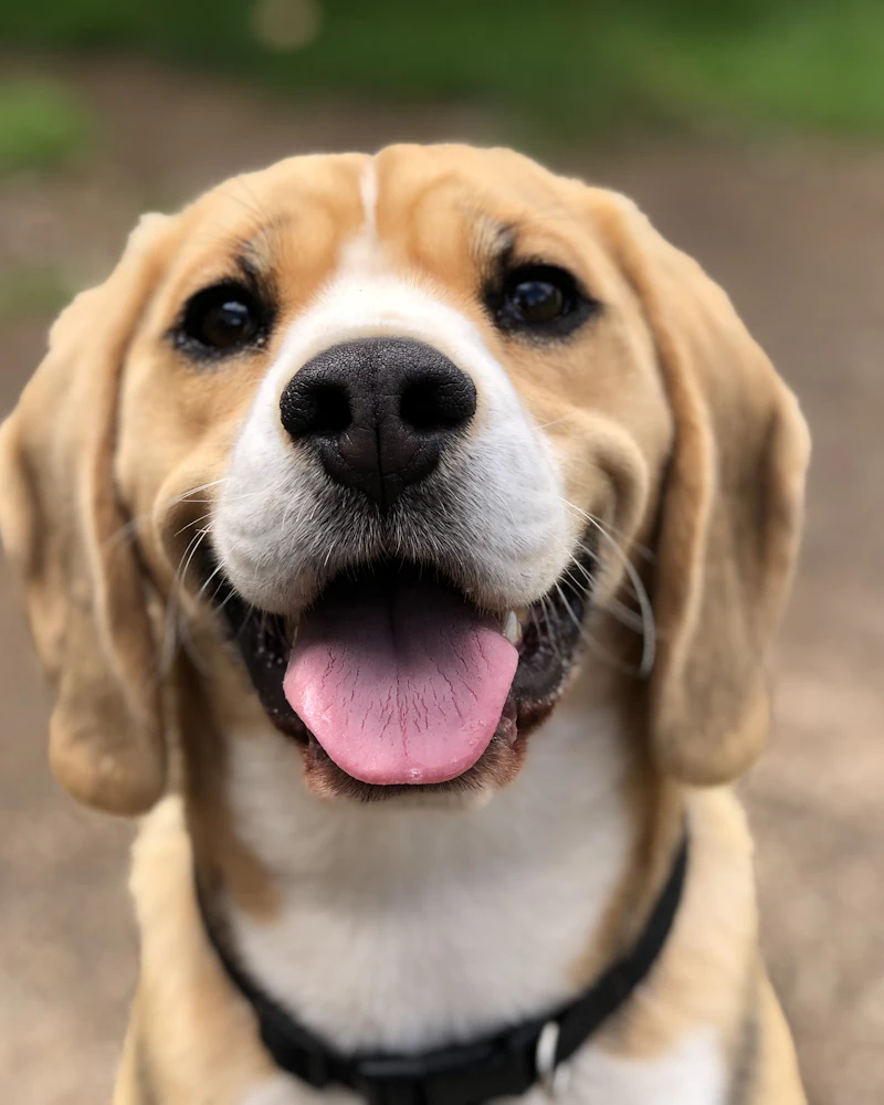 A beagle grinning widely at the camera outdoors